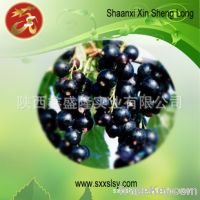 Sell Black currant extract