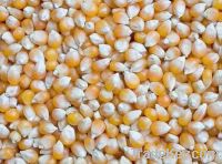 Sell yellow maize