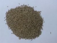 Cumin seed