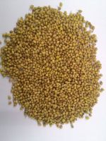 Coriander seed