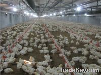 Sell Poultry Automatic Feeding System