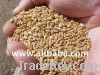 Sell wheat grains