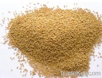 Mustard seeds