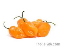 Oleoresin Capsaicin from Habanero Peppers
