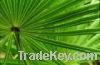 Sell Natural Saw Palmetto Extract