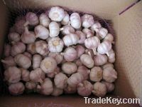 Sell Garlic