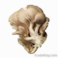 Fresh and Dry Oyster Mushrooms available