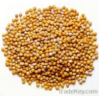 Sell  Munstarn  seed