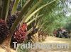 Sell Crude Palm Oil