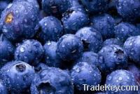 Sell bilberry extract