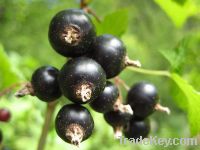 Sell Blackcurrant Extract