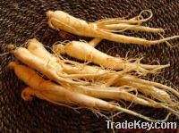Sell America Ginseng Extract