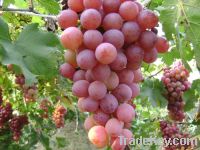 fresh red globe grapes china origin