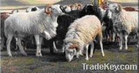 LIVESTOCK  IMPORT/EXPORT