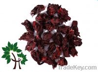 Sell Hibiscus