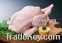 Sell Frozen Chicken Breasts and Fillets
