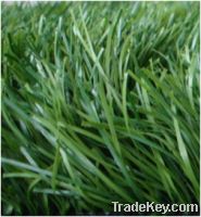 Sell  2-tone monofilament soccer arificial grass