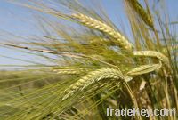 Barley of 2013 harvest (Forward Contract)