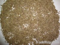 Cumin Seed