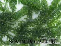 Sell Sea grape seaweed in viet nam