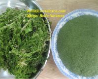 Sell Sea ULva Lactuca seaweed for feed