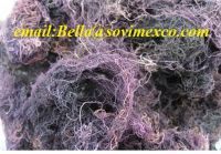 Sell  dried Gracilaria seaweed