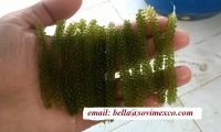 Sell Sea grape seaweed for food