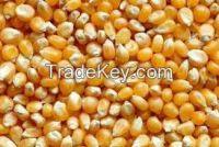 corn seed, corn powder, corn starch, corn oil, corn seedlings