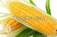 fresh corn, dried corn seeds, corn meal, corn flour, corn powder