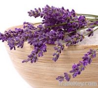 Lavender Oil