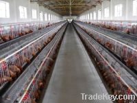 Sell meat chicken cages