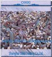 lugworms supplier in China-Shanghai Oikki Trading Co., Ltd