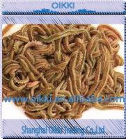 Live bait-Living lugworms for sea fishing