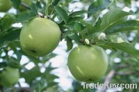 Sell Apple Extract