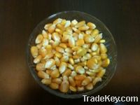  Maize | Maize Exporter | Corn Grain Seller | Maize Buyer | Bulk Maize Grain Importer | Corn bean Buyer | Corn bean Wholesaler | Corn Grain Manufacturer | Best Quality Corn Grain | Cheap Maize Supplier | Low Price Corn | Yellow Corn | White Cron | Baby Ma