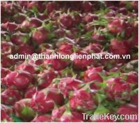 Sell DRAGON FRUIT FROM VIETNAM