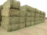 alfafa hay, high quality, high protein, best price