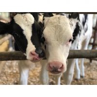 Holstein Friesian Quality Live Dairy Cows and Pregnant Holstein Heifers Cows