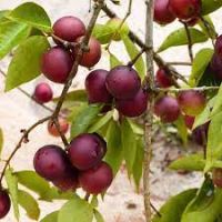 Camu-Camu berries