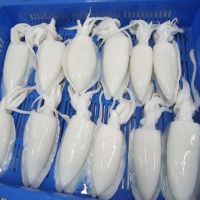 Frozen Cuttlefish Wholesale Price