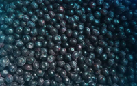 Sell Offer Frozen Blueberry