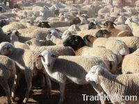 Sell ALIVE SHEEP