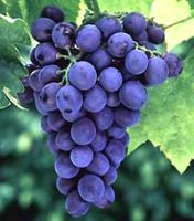 Sell Grape Seed Extract/Proanthocyanidins/OPC