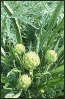 Sell Artichoke Leaf Extract/cynara scolymus/Cynarin