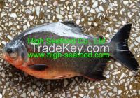 Sell Red Pacu