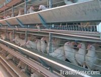 Sell Cage Equipment For Laying Hens Housing