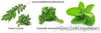 Green Leafy Vegetables