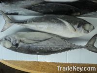 Horse Mackerel Fish / Frozen Fish