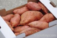 Sell - Sweet Potato