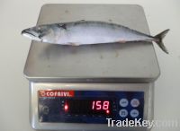 Sell frozen Atlantic MACKEREL